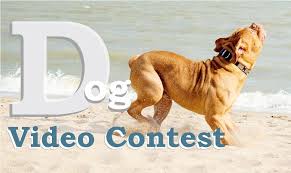 Everybody We Ve Started Our Photo And Video Contest Again Join New Fordogtrainers Com Video Contest And Win Sure Disco Dogs Dog In Spanish French Bulldog Dog