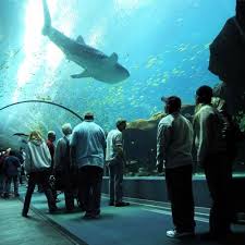 Georgia Aquarium Atlanta Ga Georgia Aquarium Cool Places To Visit Atlanta Attractions