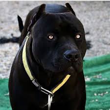 Rottweiler Doberman Pitbull Panosundaki Pin