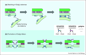 What is the structure and function of golgi apparatus. Structural Organization Of The Golgi Apparatus Sciencedirect