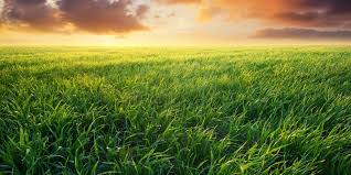 We did not find results for: L Herbe Est Toujours Plus Verte Ailleurs