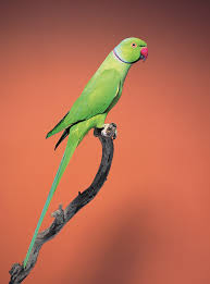 This parakeet has a long tail and a hooked beak. Indian Ringneck Parakeet Animal Pest Alert Agriculture And Food