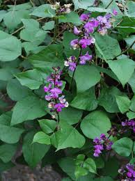 Image result for Lablab