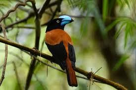 Image result for Vangueria vestita