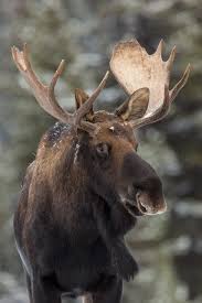 Canadian Moose Canadian Animals Moose Pictures Moose