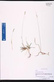 Image result for Sacciolepis indica