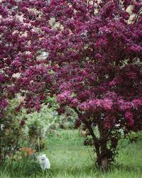 Zierapfel Dark Rosaleen Malus In 2020 Dark Plants Malus