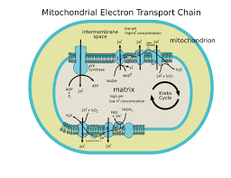 Mitochondria use glucose to make energy.energy is stored in atp. Into The Mitochondrion Making Atp With Oxygen Ck 12 Foundation