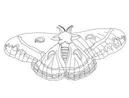 Today we will be coloring this cute moth below, grab your coloring pencils, and let's add some colors and have a blast. Printable Cecropia Moth Coloring Page For Both Aldults And Kids
