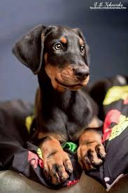 dobermann welpe dobermann welpen dobermann coole hunde