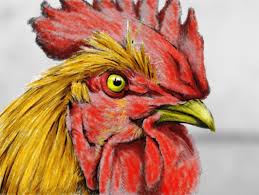 Adult antistress coloring page with rooster. Beautiful Creatures Grayscale Adult Coloring Book Rooster Coloring Examples Huelish Grayscale Adult Coloring Books