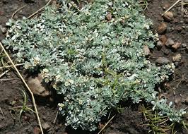 Image result for Helichrysopsis