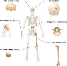 Nuvid is the phenomenon of modern pornography. Calcium Orthophosphates Capo4 Occurrence And Properties Springerlink