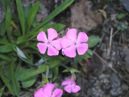 Image result for Silene