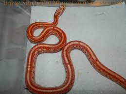 Amel Tessera Corn Snake Corn Snake Cute Snake Pet Snake