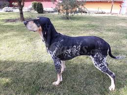 Image result for malý modrý gaskoňský honič