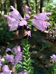 I was torn about this plant because on the positive side it has lovely purple flowers in the late fall when other plants are weary but its invasive properties overshadow its prettiness. Know Your Natives Obedient Plant Arkansas Native Plant Society