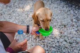 Drinking beverages that include milk, tea and juice can contribute towards reaching your daily hydration goals, in addition. How Much Water Does A Dog Need What You Need To Know Pet Keen