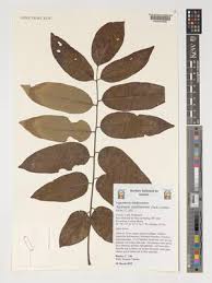 Image result for Xeroderris stuhlmannii