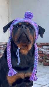 Image result for Rotala gossweileri