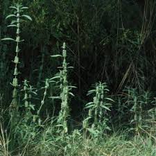 Image result for Meiosperma