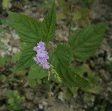 Image result for Priva curtisiae