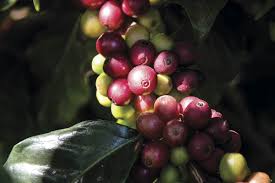 Image result for Coffea salvatrix
