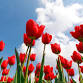Parkinson's Support Group event image