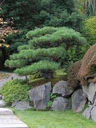 Pine Japanese Black Treebrowser In 2020 Small Japanese Garden Japanese Garden Design Japanese Garden
