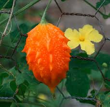 Please visit our other directories: Weekend Fun Update Do You Recognize This Fruit Dominica News Online