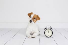 Lesen sie hier, ab wann und wie lange welpen in der lage sind, alleine zu bleiben. Welpen Hund Alleine Lassen So Gewohnt Man Hunde An Das Alleinsein