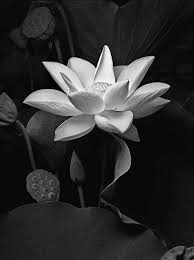 Pin By Gemma Miras On Tattoo In 2020 Black And White Leaves Flowers Photography White Flowers