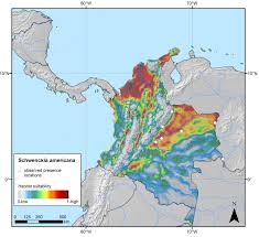 Image result for Schwenckia