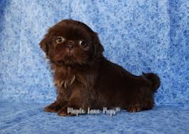 However, free shih tzu dogs and puppies are a rarity as rescues usually charge a small adoption fee to cover their expenses (usually less than $200). Shih Tzu Colors Maple Lane Pups Michigan Akc Shih Tzu S Quality Home Raised