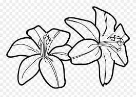 Check spelling or type a new query. Blue Drawing Tiger Lily Lily Clipart Black And White Png Download 5379826 Pinclipart