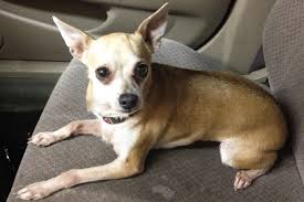 Dixie Our Adorable Italian Greyhuahua Or Chihound Doggy Italian Greyhound Chihuahua Mix
