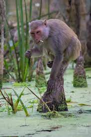 The Monkeys At Silver Springs State Park Are No Longer A Planned Part Of The Show They Ve Been Roaming Wild Since The 1 Animals Beautiful Cute Animals Animals
