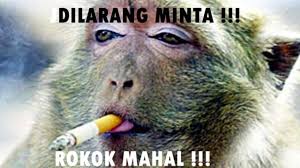 11 Potret Kocak Hewan Menantang Maut Nekat Begini Udah Siap Masuk Surga Apa Gimana Sih