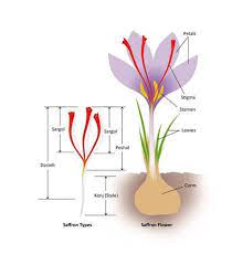 Image Result For Saffron From What Flower Saffron Flower Saffron Growing Saffron
