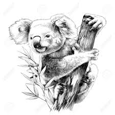 Koala Sitting On A Eucalyptus Snag Eats Sketch Vector Graphics Monochrome Drawing Ad Snag Eats Eucalyptu Koala Drawing Animal Sketches Animal Drawings