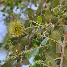 Image result for Gardenia resinifera