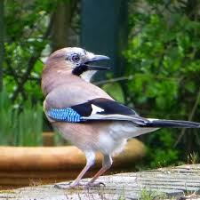 Der Eichelhaher Ein Edler Vogel In 2020 Eichelhaher Tiere Gartenpflanzen
