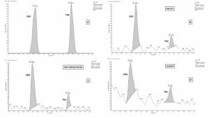 Image result for Trema sp A