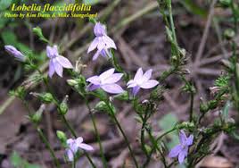 Image result for Lobelia flaccida