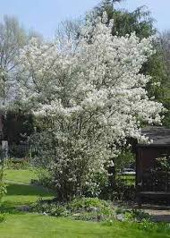 Pour cette raison il est important de faire une recherche avant de poster sur le forum. Welche Felsenbirne Baume Garten Garten Pflanzen Gartenbaume