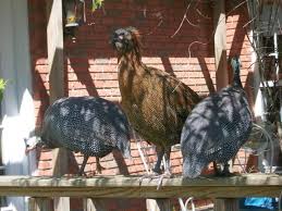 Chickens, roosters & guinea fowls. Guinea Chicken Hybrid Can Chickens And Guineas Breed Backyard Poultry