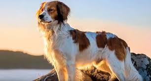 Hij hecht zich erg aan zijn eigenaar, kan eenkennig zijn en is terughoudend naar onbekenden. Nederlandse Kooikerhondje Known As The Pied Piper Of Dogs For A Reason Dog Breeds Dogs Dog Match
