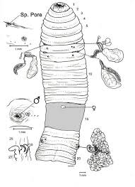 Over the last three decades, we have become a leader in in the k through 12 educational market for. Amynthas Tokioensis Beddard 1892 Original Sketch By Rjb Of Download Scientific Diagram