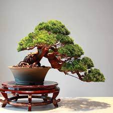 Great Juniper In Cascade Style By Thanun Patipantada From Thailand Bonsai Bonsai Tree Bonsai Bonsai Tree Types