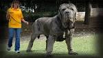 Mastiff Puppies For Sale - AKC PuppyFinder